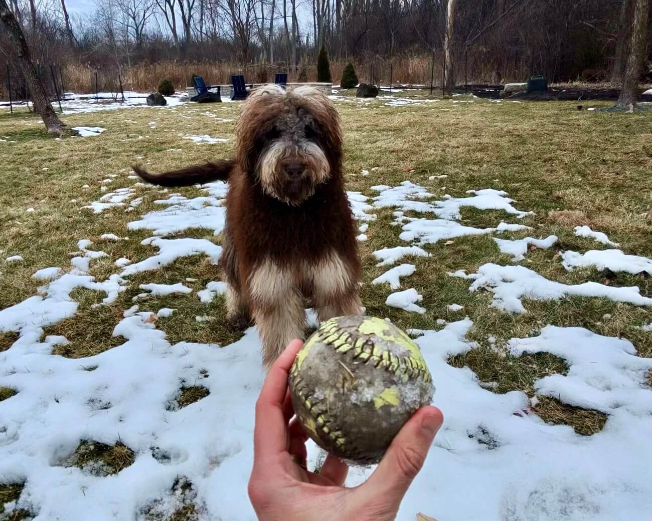 A happy dog with a ball, cared for by Paige's In-Home Pet Care